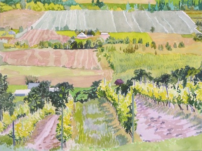 Amity Vineyard, July